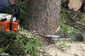 Best Tree Cabling and Bracing  in Mcgaheysville, VA