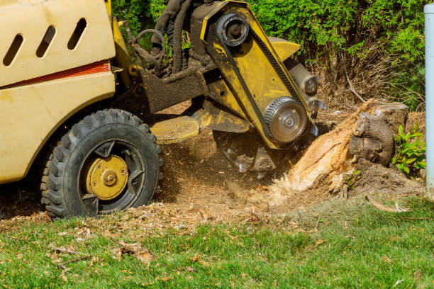 Best Aeration Services  in Mcgaheysville, VA