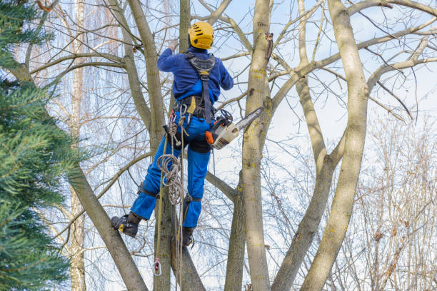 Best Tree Disease Treatment  in Mcgaheysville, VA