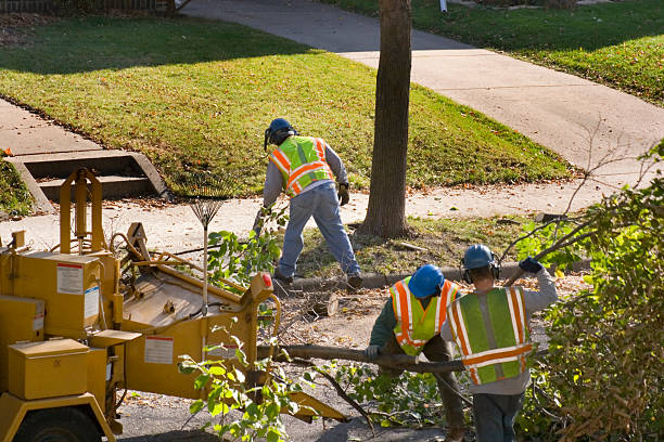 Reliable Mcgaheysville, VA Tree Services Solutions