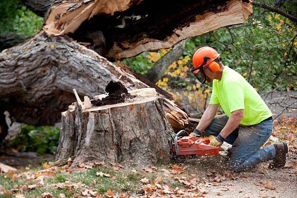 Mcgaheysville, VA Tree Services Company