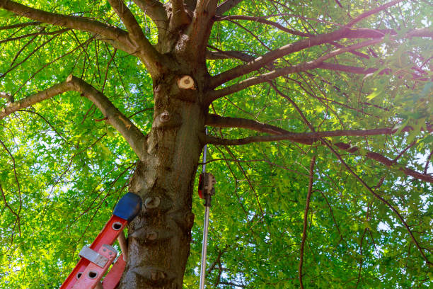 Best Hazardous Tree Removal  in Mcgaheysville, VA